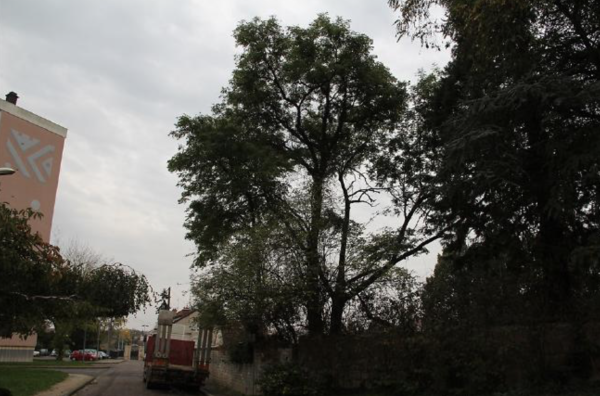 Parc Neyrat à Chalon sur Saône - Le Collectif Chalonnais pour un Urbanisme responsable dénonce "un désastre écologique", "sans politique de l'arbre de la part de la ville de Chalon et du Grand Chalon" 