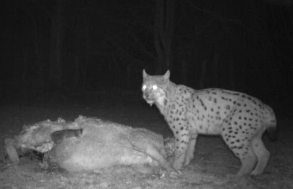 La présence du lynx confirmée en Saône et Loire 