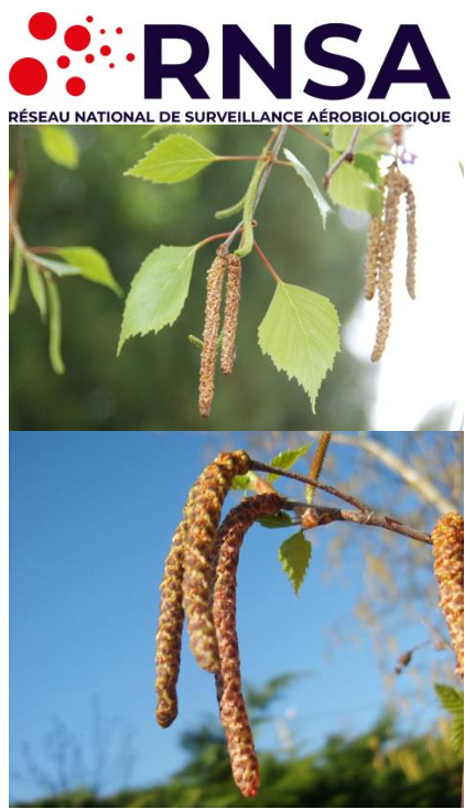 C'est parti pour les pollens de bouleaux