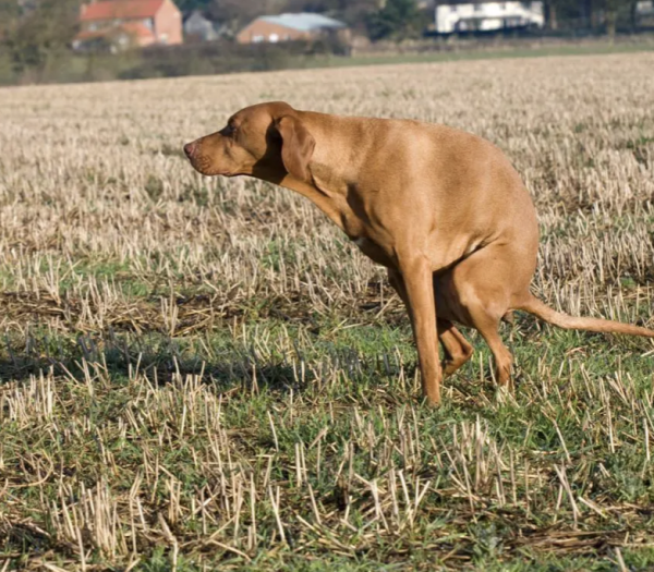 Un test ADN contre les propriétaires de chiens qui laissent traîner leurs crottes