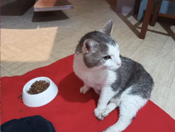 Une cagnotte pour aider la mascotte Maurice du Cifa Jean Lameloise