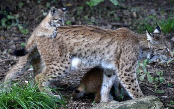Deux jeunes lynx relâchés dans le massif du Jura