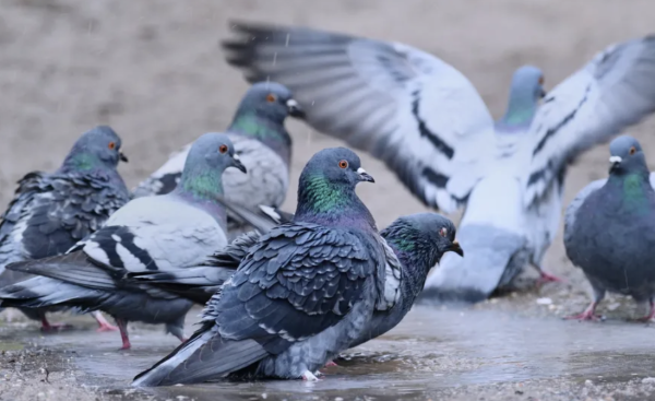 Insolite - Au Cannet dans les Alpes-Maritimes, le courrier n'est plus distribué dans un immeuble à cause des fientes de pigeons