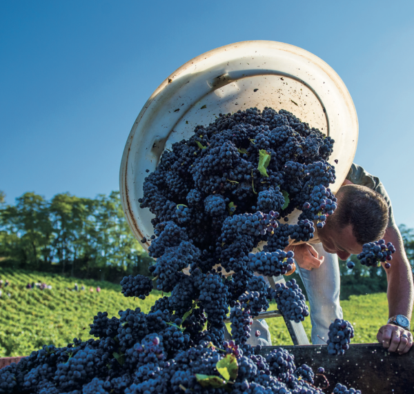 VENDANGES - Le dispositif RSA/vendanges reconduit en Saône et Loire 