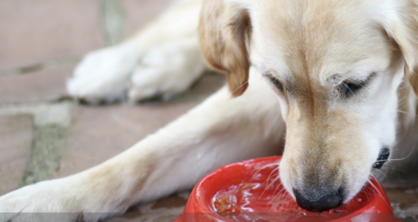 L'été, les chiens aussi souffrent de la chaleur ! 