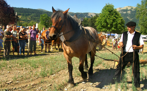 Venez participer à la 100ème édition du concours Mulassier, le samedi 13 août à Seyne-les-Alpes !