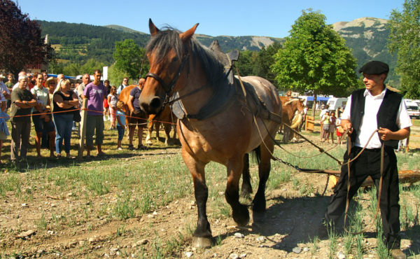  Venez participer à la 100ème édition du concours Mulassier, le samedi 13 août à Seyne-les-Alpes ! 