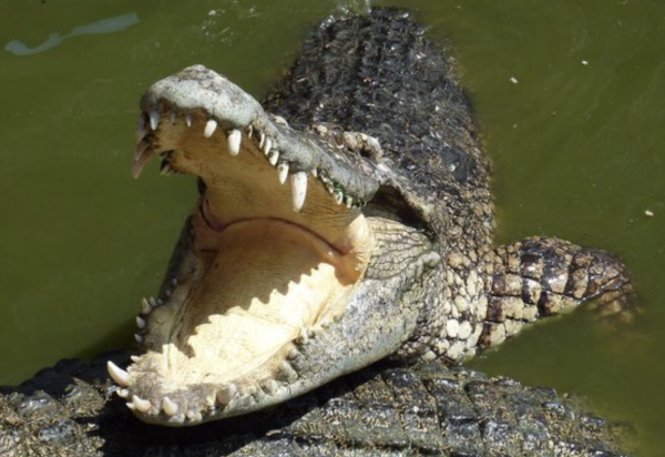 Un crocodile aperçu dans une rivière de Haute-Marne ?