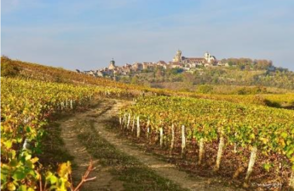 Nouvelle appellation viticole : « Vézelay » reconnu en AOP