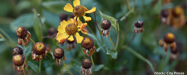 JARDIN - En fin de saison, la taille de propreté n'est pas une obligation