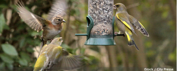 Nourrir les oiseaux du jardin - Les bons conseils de la Ligue pour la Protection des Oiseaux 