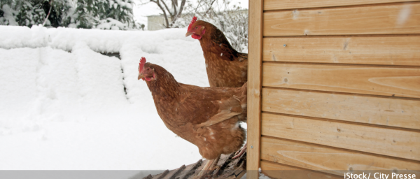 Pensez à protéger vos poules du froid ! 