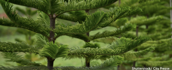 SAPIN DE NOEL - Connaissez-vous le pin de Norfolk ?