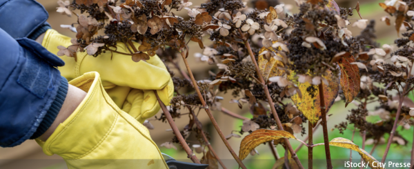 JARDIN - L'entretien hivernal des graminées ? A la cisaille ou au peigne ?