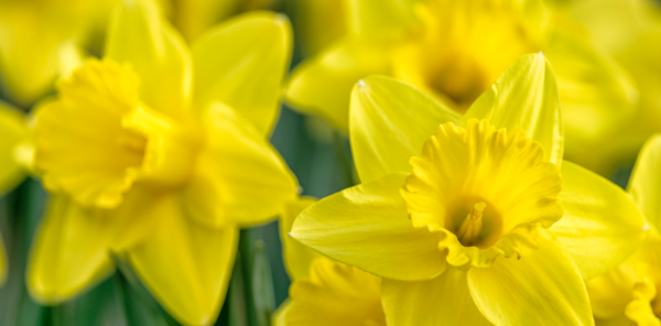 Peut-on cueillir les jonquilles de jardin sans menacer leur survie ?