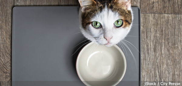 Trois règles d'or pour bien nourrir son chat 