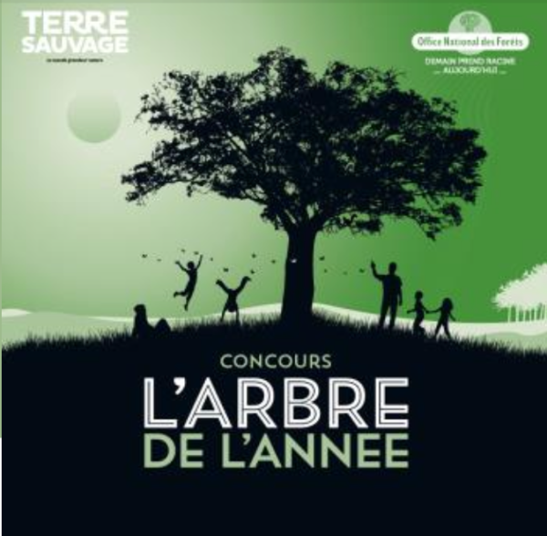 Participez au concours de l'arbre de l'année 2023 ! 