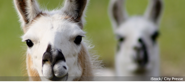 Vous souhaitez adopter un lama ? Attention, il y a quelques choses à savoir avant de craquer ! 