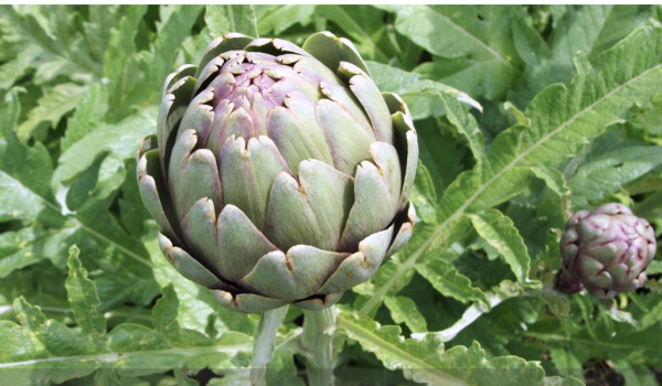 A faire en mars dans vos jardins - Diviser et planter les artichauts 