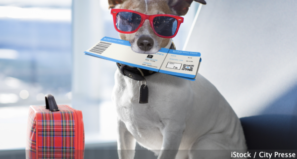 Les vacances approchent.. nos conseils pour voyager avec son animal !