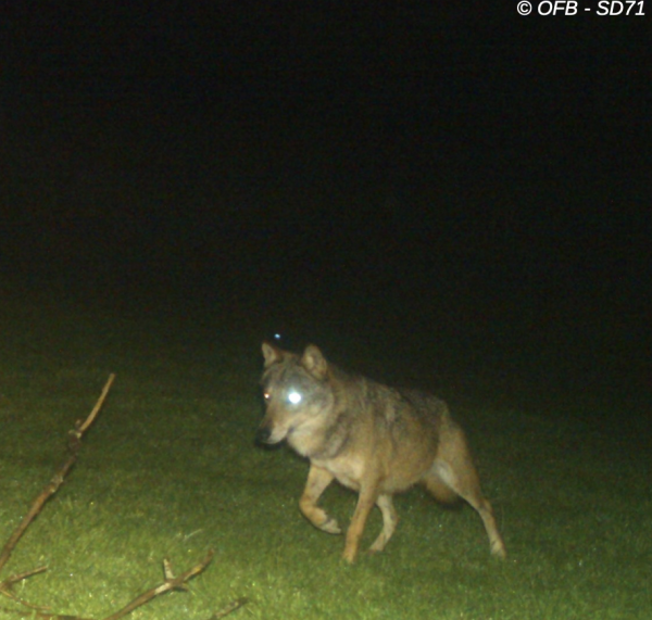 Un loup a été photographié sur la commune de Dompierre-les-Ormes le 16 avril.