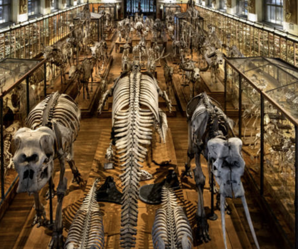 Dijon retenue pour accueillir une partie du Muséum national d'histoire naturelle