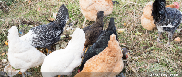 Je voudrais donner à mes poules la plupart de mes déchets de jardin. Est-ce possible ? Y a-t-il des végétaux à éviter ?