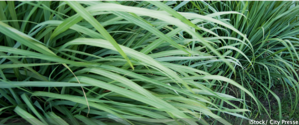 Vous avez dit plantes anti-moustique ? 