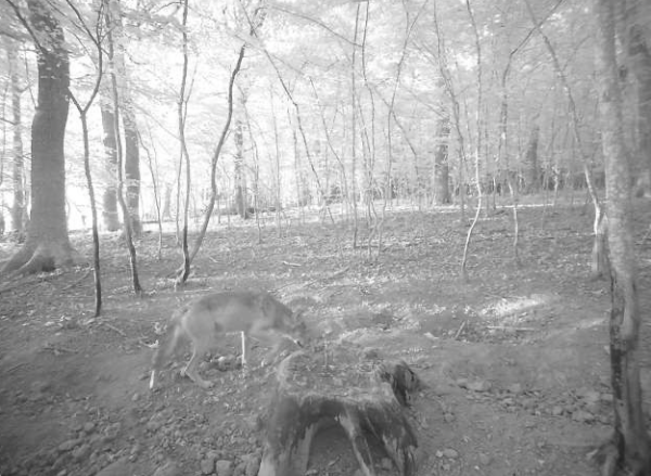 La présence d’un loup confirmée entre le Creusot et Chalon-sur-Saône