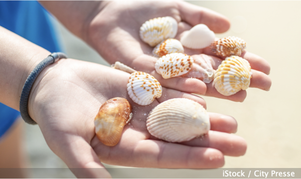 Coquillages et galets, attention la plage n'est pas un supermarché ! 