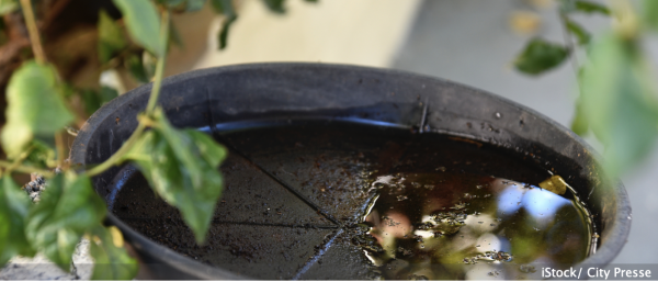 Comment éliminer les larves de moustiques dans les réserves d'eau ? 