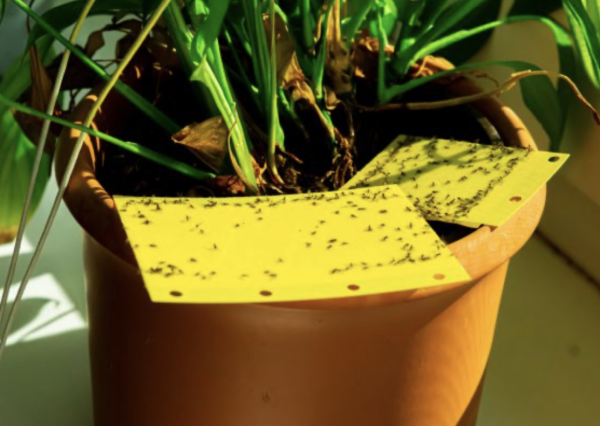 Invasion de moucherons : comment éliminer ces insectes indésirables ?