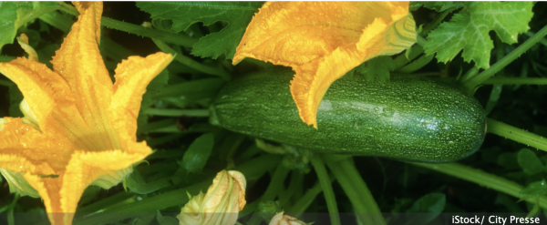 Laisser trop grossir les courgettes... l'erreur fatale