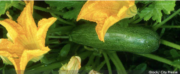 Laisser trop grossir les courgettes... l'erreur fatale 