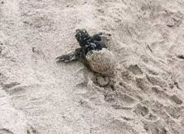 Des "bébés tortues surprise" ont pris la mer sur la presqu’île de Giens