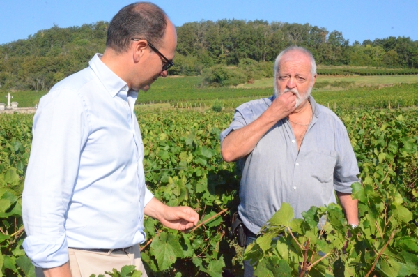 Encore une "sacrée" vendange en perspective sur la Côte Chalonnaise ?