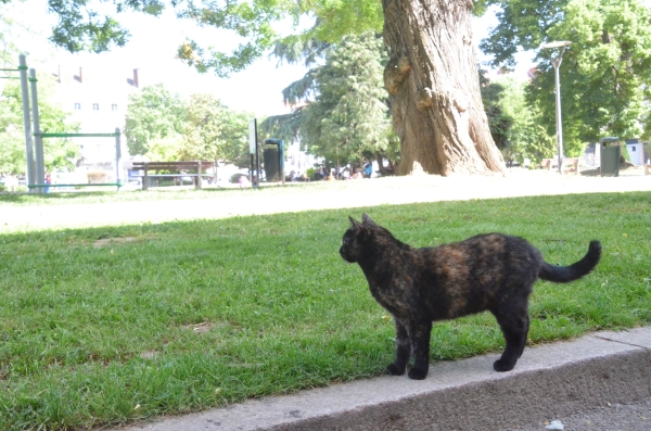 Saviez-vous que le Collège Camille Chevalier a une mascotte ? 