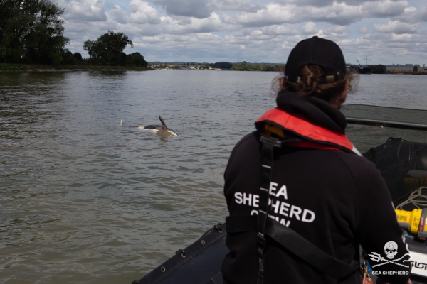 L’orque qui errait dans la Seine entre Rouen et Le Havre a été retrouvée morte