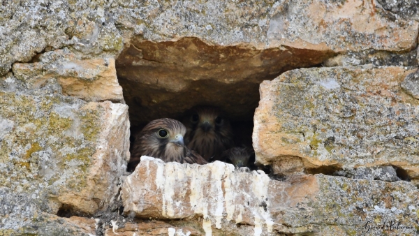 Jolis faucons au frais à Granges 