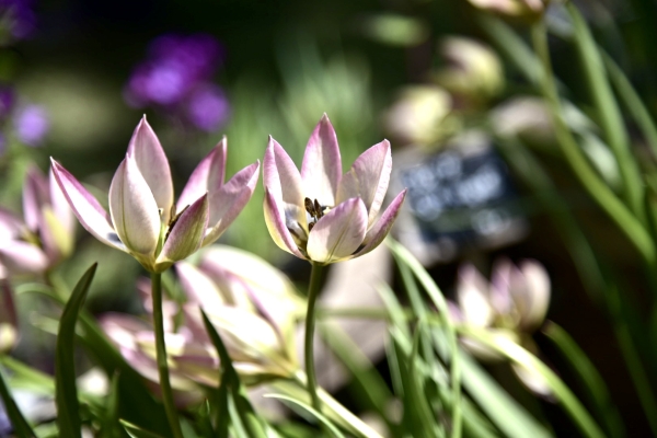 FOIRE AUX PLANTES DE LA FERTE - Le coup de coeur d'Isabelle Gardella 