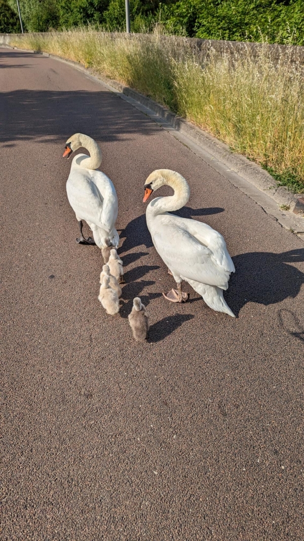 Les cygnes continuent leur pérégrination 