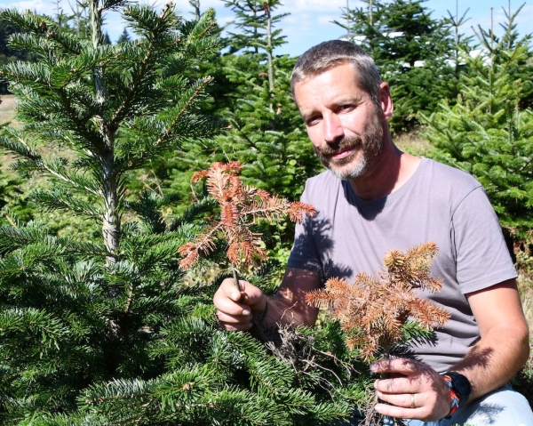 La sécheresse est venue frapper les plus jeunes sapins de Noël du Morvan