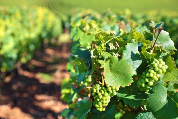 VENDANGES - Des dizaines de postes à pourvoir pour début septembre sur la Côte Chalonnaise 