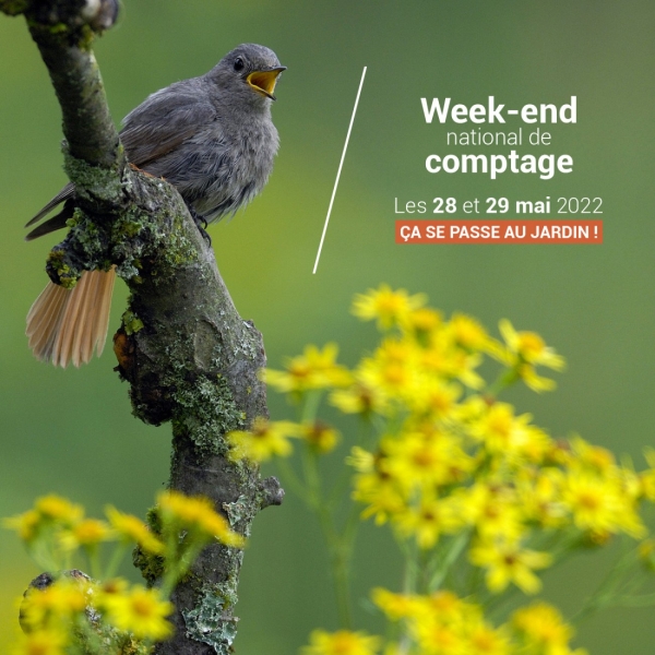 Week-end du comptage des oiseaux des jardins les 28 et 29 mai