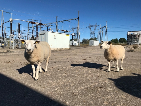 RTE met en place l’éco-pâturage dans son poste électrique de Grosne 