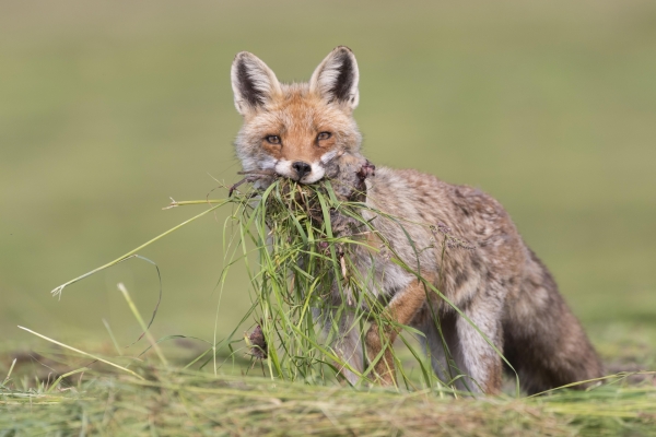 Samedi 24 et dimanche 25 septembre, 15e édition de la Foire nature au Centre Eden à Cuisery