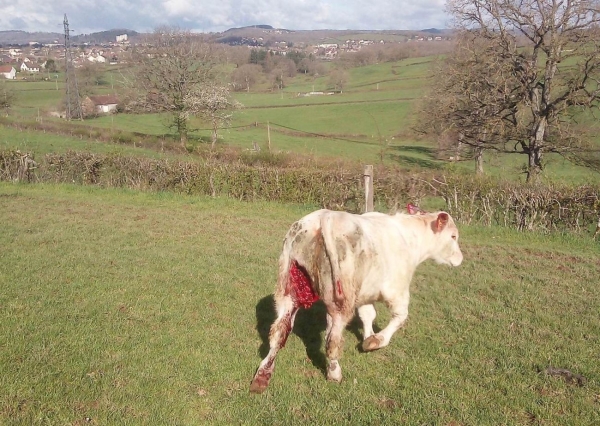 Un large secteur vers Ecuisses et Curgy frappé par des attaques de loup 