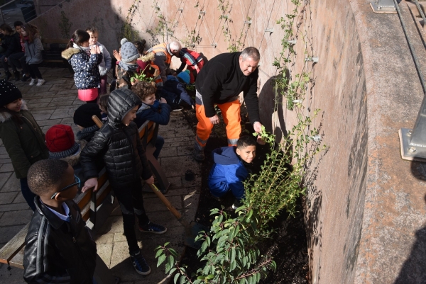 Plantation de végétaux du mur végétalisé rue de Strasbourg à Chalon-sur-Saône