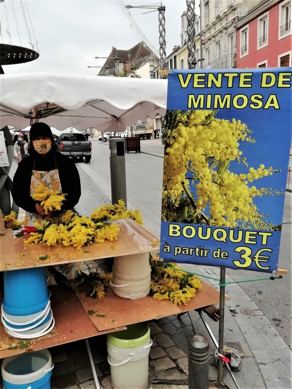 Du Mimosa sur vos marchés !  