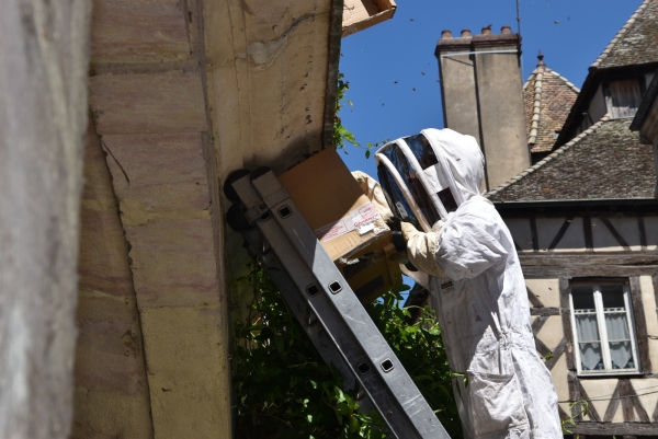Un essaim d’abeille provoque une évacuation dare-dare des piétons de la rue du Chatelet 